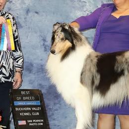 Collies and Poodles from Los Arteagas Collies & Standard Poodles