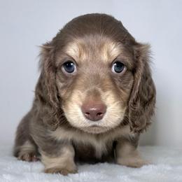 AC Slater - Chocolate and cream male Dachshund puppy in Perris, California from The Dach House