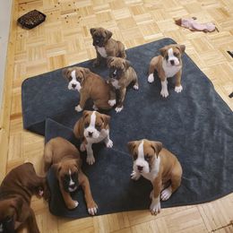 Boxer Puppies from Truax Farms