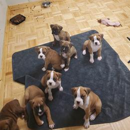 Boxer Puppies from Truax Farms