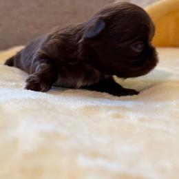 Warrior - Chocolate and tan male Shih Tzu puppy in Glens Falls, New York from Shih Tzus N Giggles