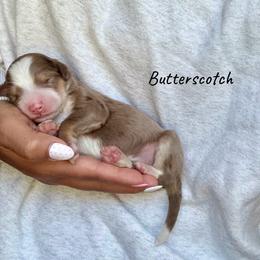 Butterscotch - Chocolate merle male Bernedoodle puppy in Pennsylvania from Bells Bernedoodles