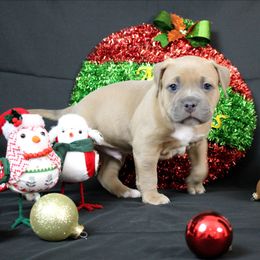 Orange collar - Blue fawn male American Bully puppy in Easton, Maryland from Night Court Bullies