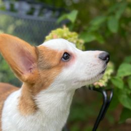 Hyacinth - White and red female Pembroke Welsh Corgi puppy in Blaine, Tennessee from Rose Brier Pembroke Welsh Corgis