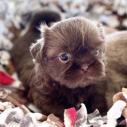 Shih Tzu Puppies from Arizona Sunrise Shih Tzus