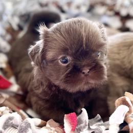 Shih Tzu Puppies from Arizona Sunrise Shih Tzus