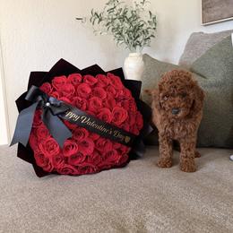 Cortado - Red  male Poodle puppy in Modesto, California from Oso’s Red Toy, Mini, & Standard Poodles