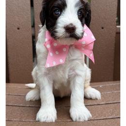 Miss Light Pink - Chocolate female Australian Labradoodle puppy in Wake Forest, North Carolina from Lucky Country Labradoodles