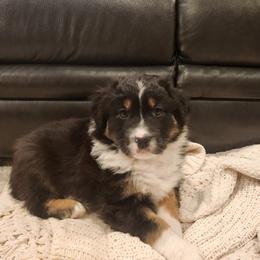 Australian Shepherd puppies from Skyview Aussies