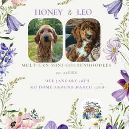 Goldendoodle puppies from Brunsman Country Doodles LLC