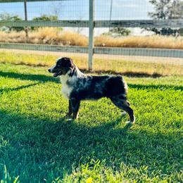 Scout - Miniature Australian Shepherd