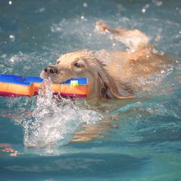 Kitty - Golden Retriever