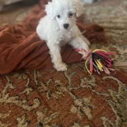Chinese Crested Puppies from Barely Naked