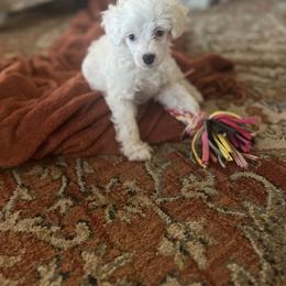 Chinese Crested Puppies from Barely Naked