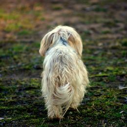 Morkie Puppies from PSD Pups