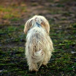 Morkie Puppies from PSD Pups