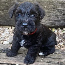 Miniature Schnauzer Puppies from Beyond Blessed Pawz