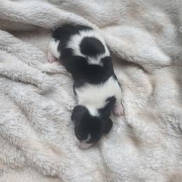 Amorè - Piebald female Dachshund puppy in Geneva, Florida from TGIF Doxies