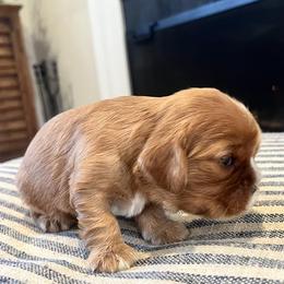 Puppy Boy 2 - Ruby male Cavalier King Charles Spaniel puppy in Fair Haven, New Jersey from Franhaven Kennel