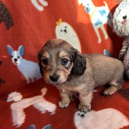 Gina - Cream female Dachshund puppy in Mc Alester, Oklahoma from A Anchor Farm