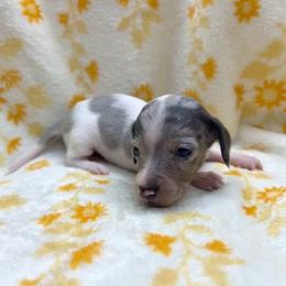 Rain Blue-Tan Dapple Pie - Dapple female Dachshund puppy in Tecumseh, Oklahoma from MoonBerry Miniature Dachshunds