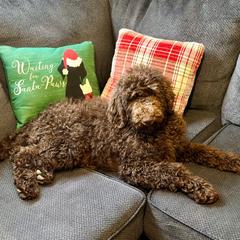 Comet - Aussiedoodle puppy in Marion, North Carolina from Puddles' Puppies