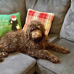 Comet - Aussiedoodle puppy in Marion, North Carolina from Puddles' Puppies