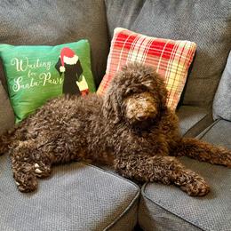 Comet - Aussiedoodle puppy in Marion, North Carolina from Puddles' Puppies