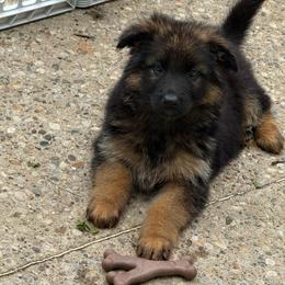 Boy 2 - Black and red male German Shepherd puppy in Fairdale, Kentucky from Kimberly's German Shepherds