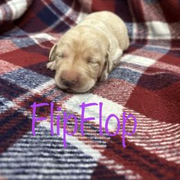 Girl 2 - Yellow Labrador Retriever puppy in Moyock, North Carolina from Rose Breyer Retrievers