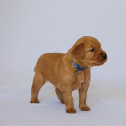 Golden Retriever Puppies from Golden Wiggle Retrievers