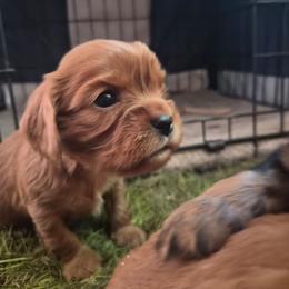 Red - Ruby male Cavalier King Charles Spaniel puppy in Shirley, Massachusetts from StoryBook Cavaliers LLC