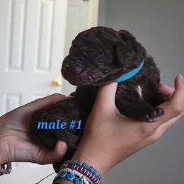 Boy 1 - male Newfypoo puppy in Shelby, Alabama from New Life Family Farm