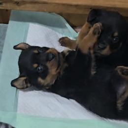 Anya - Black and mahogany female Rottweiler puppy in Live Oak, Florida from K&R RANCH KENNELS