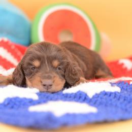 Holiday -- AKC, Import, Health Tested champion lines - Chocolate and tan male Dachshund puppy in Neosho, Missouri from A Walk In The Park