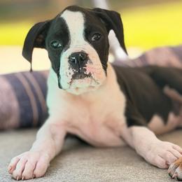 Dolly - Brindle female Boxer puppy in Georgia from Stephanie’s Boxers