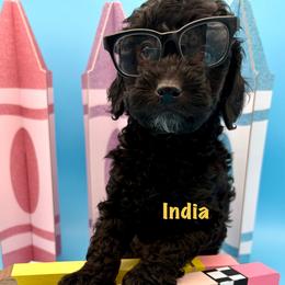 India - Black female Poodle puppy in Carrollton, Georgia from Dande Poodles, LLC