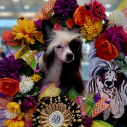 Chinese Crested puppies from BryMar Poodles, Chinese Crested & Russian Toys