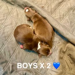 RTM 1 - Red tri-color male Miniature American Shepherd puppy in Prairie Grove, Arkansas from IQ Farms