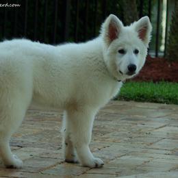 Berger Blanc Suisse and German Shepherd Puppies from Vom Hundhaus German Shepherds