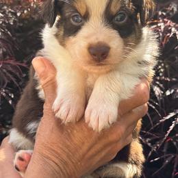 AKC Bean (Natural Tail) - Red tri-color male Australian Shepherd puppy in Jonesborough, Tennessee from 5AFarms