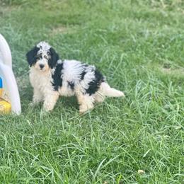 Ralph - Tri-color male Bernedoodle puppy in Moulton, Iowa from Shondel Puppy Paws