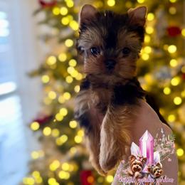 Tiny Citrine (Ready Now) - Black and tan female Yorkshire Terrier puppy in Pittsburg, California from Crystal Garden Yorkies
