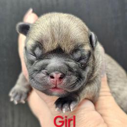 Aura - Fawn female French Bulldog puppy in Overland Park, Kansas from Simply Kind Frenchies