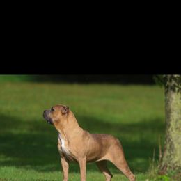China Doll - Cane Corso