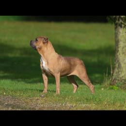 China Doll - Cane Corso