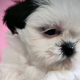 Rigby - Shih Tzu puppy from Bows and Bot Ties