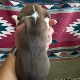 Chocolate male 2 - Brown white and tan male Beagle puppy in Jasper, Missouri from HE Beagles