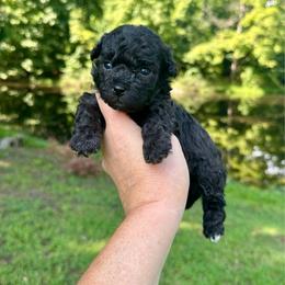 Ash - Black & white male Maltipoo puppy in Coal City, Indiana from Angel Blue Dogs