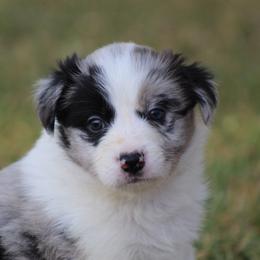 Merle girl - Blue merle female Border Collie puppy in Tylertown, Mississippi from Cool Meadow Farms